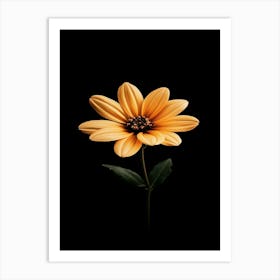 Daisy 11 Art Print