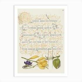 Sweet Violet And Spanish Broom From Mira Calligraphiae Monumenta, Joris Hoefnagel Art Print