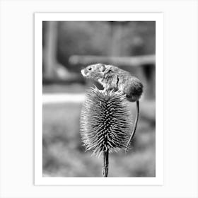 Field Mouse On A thistle  Art Print