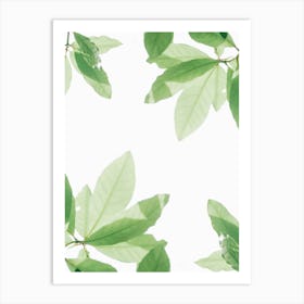 Green Leaves On White Background Art Print