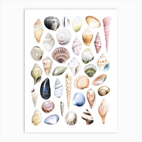 Shells Art Print