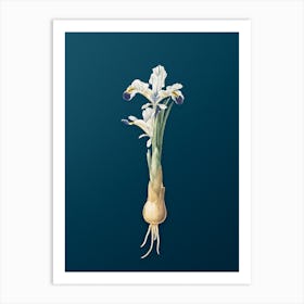 Vintage Iris Persica Botanical Art on Teal Blue n.0846 Art Print