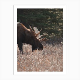 Moose Grazing In Meadow Art Print