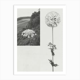 Queen Annes Flower Photo Collage 2 Art Print