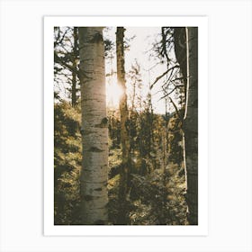 Nature Forest Scenery Art Print