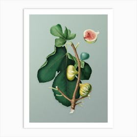 Vintage White Peel Fig Botanical Art on Mint Green Art Print