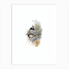 Vintage Fasciated Honeyeater Bird Illustration on Pure White n.0455 Art Print