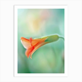 Orange Flower Art Print