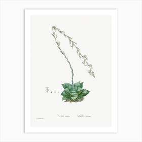 Aloe Retusa, Pierre Joseph Redoute Art Print