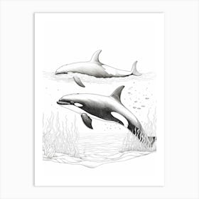 Abstract Orca Whale Pencil Drawing Art Print