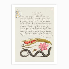 Kidney Bean, Poppy Anemone, And Adder From Mira Calligraphiae Monumenta, Joris Hoefnagel Art Print