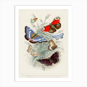 Peacock Butterfly, Camberwall Beauty, Purple Emperor, Glanville Fritillary, Grayling Butterfly, Green Hair Streak, And Silver Studded Blue Butterfly, Oliver Goldsmith Art Print