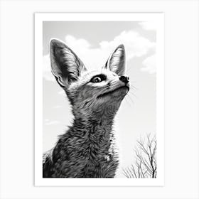 Bat Eared Fox Looking At The Sky Pencil Drawing 2 Art Print