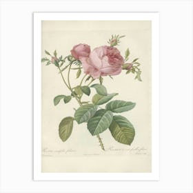 Rose Illustration, Pierre Joseph Redoute(103) Art Print