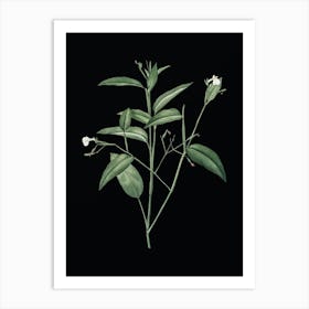 Vintage Maranta Arundinacea Botanical Illustration on Solid Black Art Print