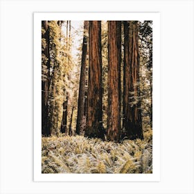 Redwood Forest Floor Art Print