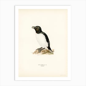 Razorbill (Alca Torda), The Von Wright Brothers Art Print