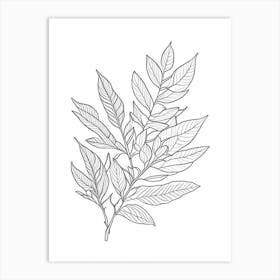 Bay Leaves Herb William Morris Inspired Line Drawing 1 Art Print