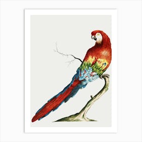 Parrot On A Branch 12 Art Print