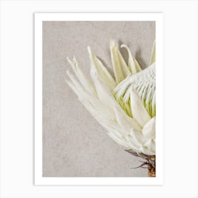Protea Flower Detail Art Print