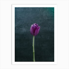Flowers Tulip Blossom Art Print