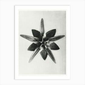 Milkweed Flower (1928), Karl Blossfeldt Art Print