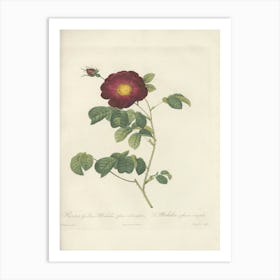 Rose Illustration, Pierre Joseph Redoute(107) Art Print