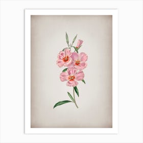 Vintage Pink Ruddy Godetia Botanical on Parchment n.0803 Art Print