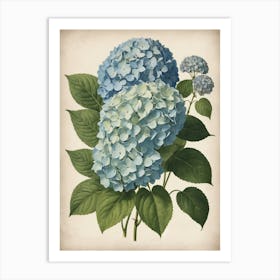 Hydrangea 1 Art Print