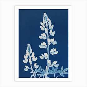 Lupine II Art Print