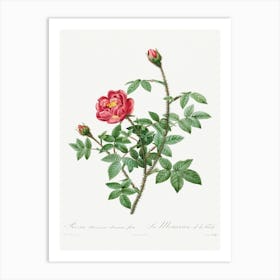 Moss Rose (1817–1824), Pierre Joseph Redoute Art Print