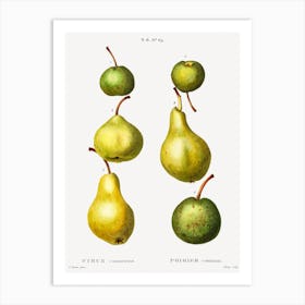 Pear, Pierre Joseph Redoute (3) 1 Art Print