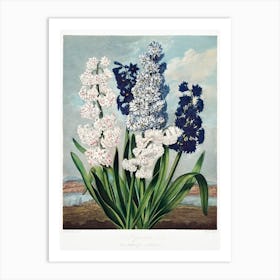 Hyacinths From The Temple Of Flora (1807), Robert John Thornton Art Print