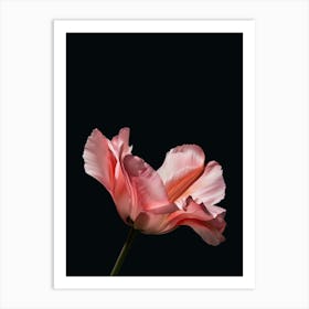 Pink Tulip Art Print