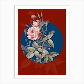 Vintage Botanical Common Rose of India on Circle Blue on Red n.0001 Art Print