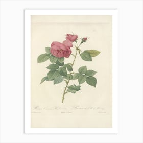 Rose Illustration, Pierre Joseph Redoute, Pierre Joseph Redoute(136) Art Print