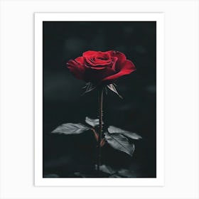 Red Rose 30 Art Print