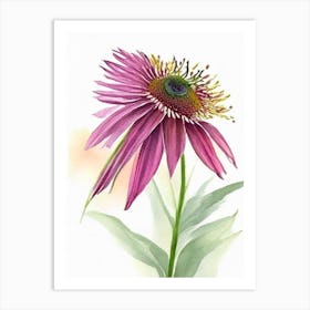 Coneflower Wildflower Watercolour 2 Art Print