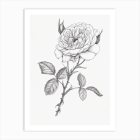 Roses Sketch 24 Art Print