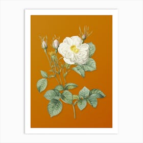 Vintage White Rose of York Botanical on Sunset Orange n.0499 Art Print