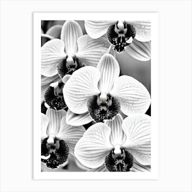 Orchids B&W Pencil 1 Flower Art Print