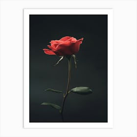 Single Rose 2 Art Print