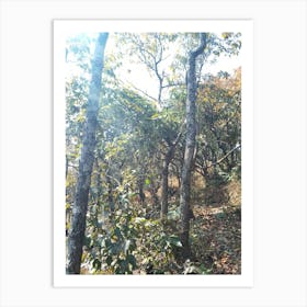 A Beautiful Forest By Binod Dawadi Art Print