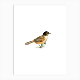 Vintage Siberian Jay Bird Illustration on Pure White n.0103 Art Print