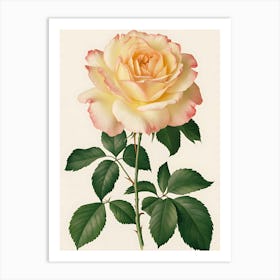 Peach Rose Art Print