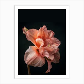 Amaryllis Art Print