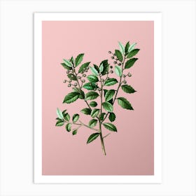 Vintage Evergreen Oak Botanical on Soft Pink 1 Art Print
