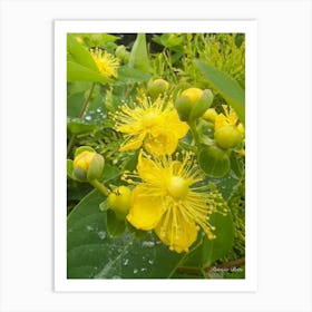 St. John Wort - photography Art Print