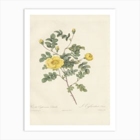 Rose Illustration, Pierre Joseph Redoute (32) Art Print