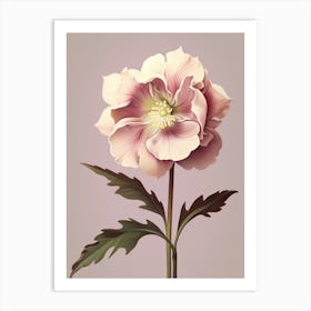 Floral Illustration Hellebore 1 Art Print